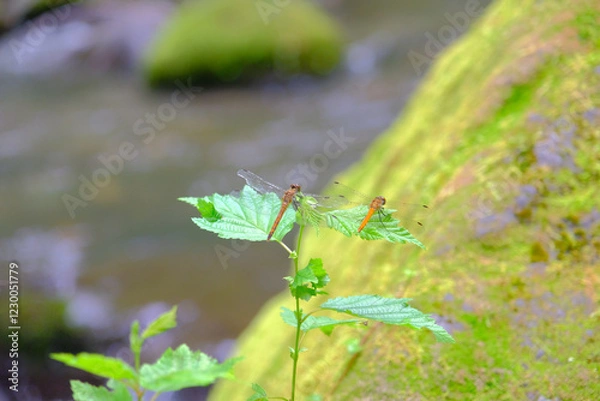 Obraz 仲の良いトンボ