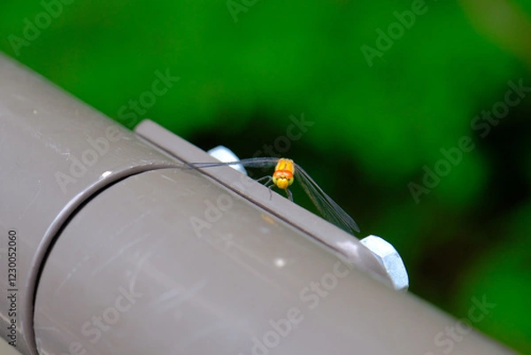 Obraz トンボと目が合う