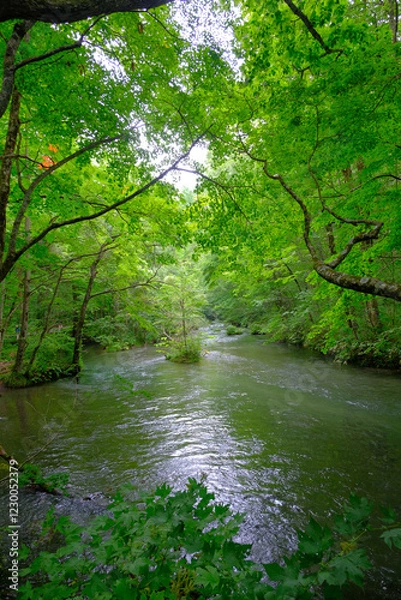 Obraz 大自然の中で流れる川