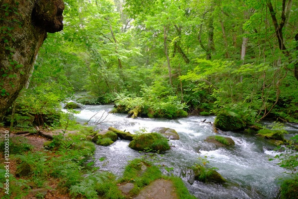 Obraz 大自然の中で流れる川