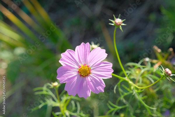 Obraz 風に揺れるコスモス