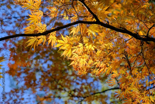 Obraz 黄金に染まる日本の秋