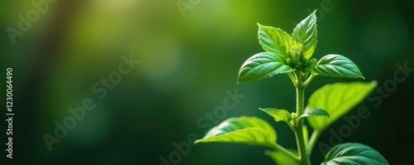 Fototapeta A single basil tree stem with leaves and flowers, tree, nature