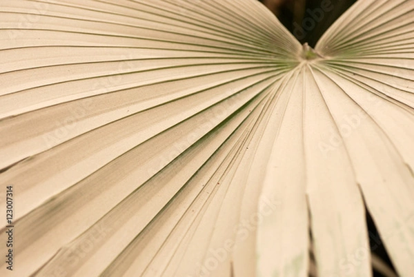 Fototapeta thick layer of dust accumulating on palm leaf caused by air pollution