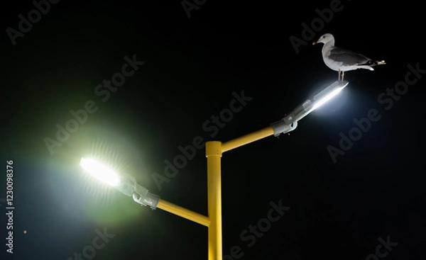 Obraz A seagull perched on a street lamp / Istanbul