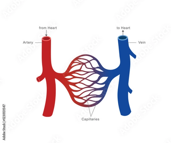 Fototapeta An illustration of the human circulatory system showing arteries carrying blood from the heart, veins returning blood to the heart, and capillaries facilitating exchange of oxygen and nutrients.
