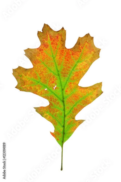 Obraz colorful autumn oak leaves isolated on white background