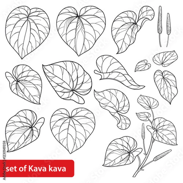 Fototapeta Set of outline Kava kava (Piper methysticum) bunch and leaves in black isolated on white background. 