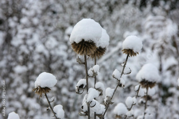 Obraz Winter im Naturgarten