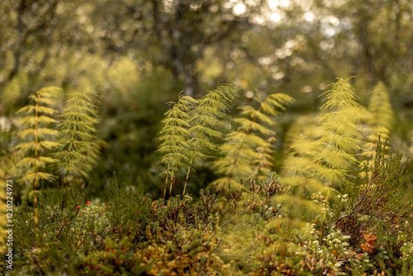 Fototapeta Einzelne Farne