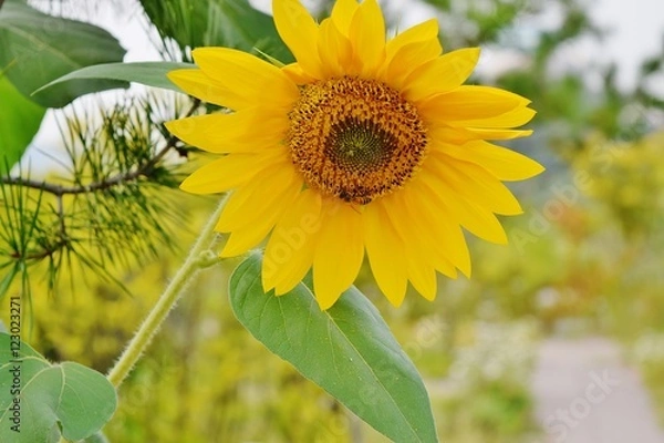 Fototapeta sunflower
