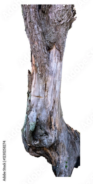 Fototapeta tree trunk isolated on tranparent background. Atlantic forest, tropical tree.	