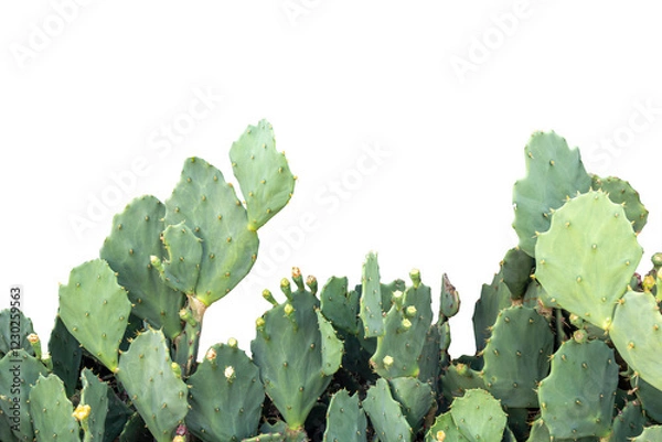 Fototapeta Close-up of prickly pear cactus plant (Opuntia, ficus-indica, prickly pear) with green fruits still attached, isolated on transparent background