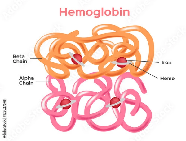 Obraz Structure of the haemoglobin ( hemoglobin ) molecule showing alpha and beta chains, heme groups and iron atoms. hemoglobin vector