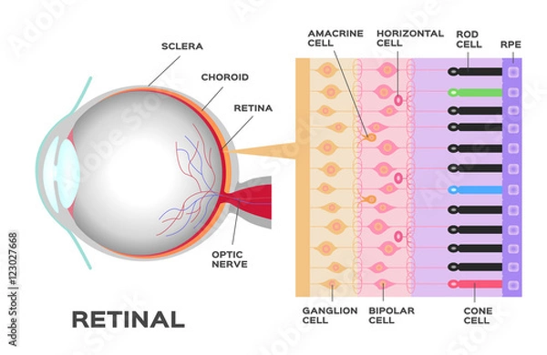 Fototapeta infografika oka: fotoreceptor w siatkówce oka. Struktura i funkcja komórek pręcików i czopków. Schemat wektorowy