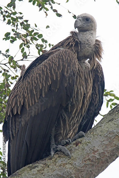 Obraz Himalayan Griffon Vulture
