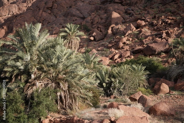Fototapeta A lush oasis with towering palm trees set against a rugged rocky landscape in Hail, Saudi Arabia, on February 10, 2023. A serene contrast between greenery and arid desert terrain.
