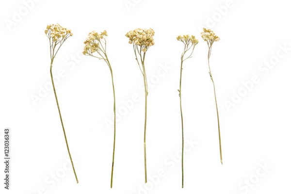 Fototapeta Set of wild flowers, white background