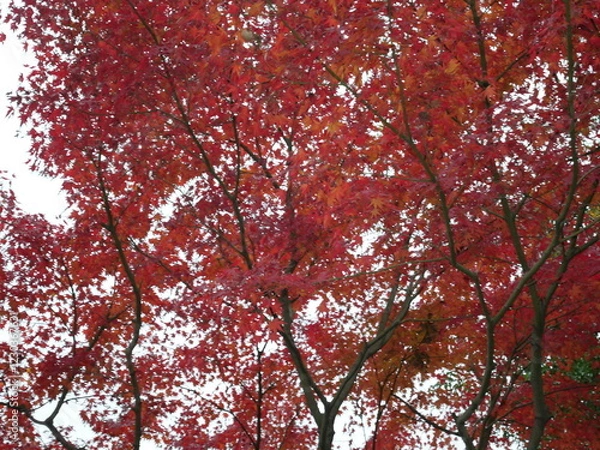 Fototapeta Red leaves