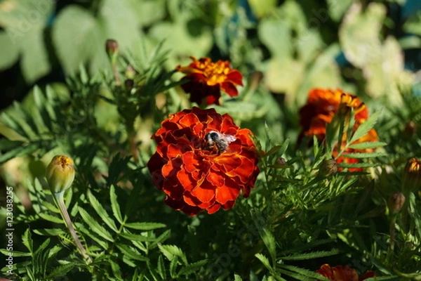 Fototapeta Маленький труженик