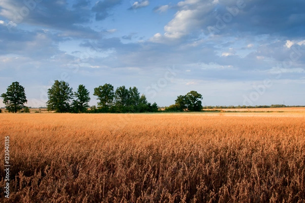 Fototapeta Pole owsa
