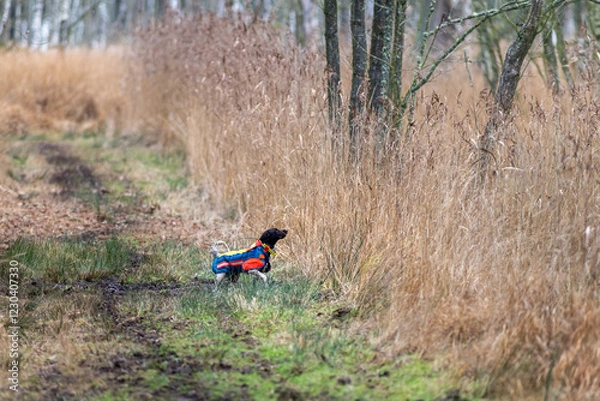 Fototapeta Jagdhund im Einsatz