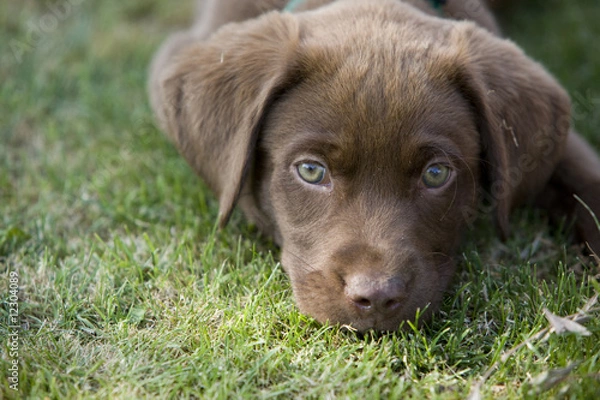 Obraz Chocolate Lab