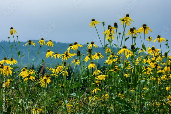 Obraz Kwiaty w górach