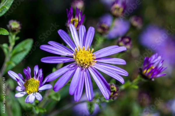 Fototapeta Aster flowers