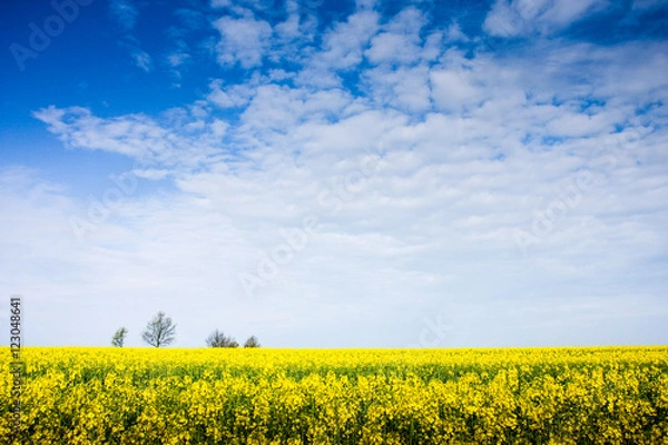 Obraz Pole rzepaku