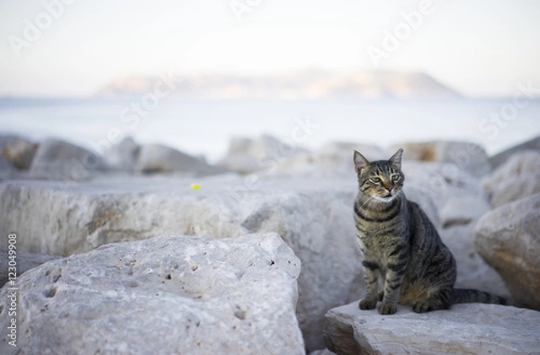 Fototapeta Tabby cat on the shore. The island of Kastellorizo in the background