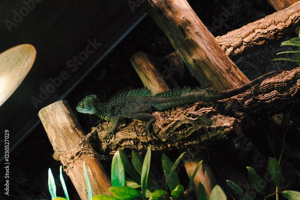 Obraz lizard on a tree