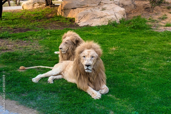 Obraz lion in zoo