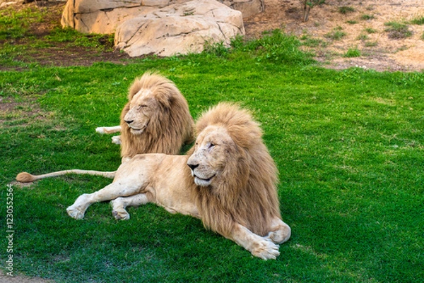 Obraz lion in zoo