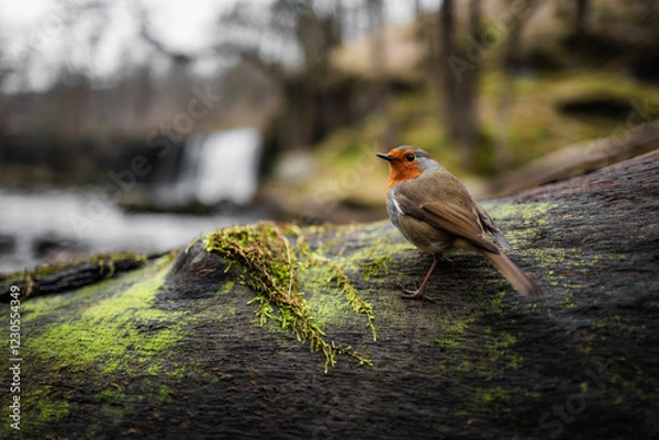 Obraz Robin on a tree stump by river