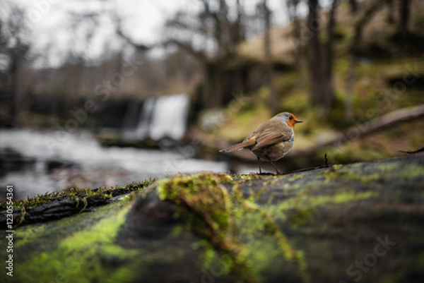Obraz Robin on a tree stump by river