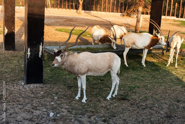 Obraz deer in the zoo