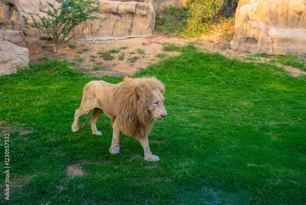 Obraz lion in the meadow