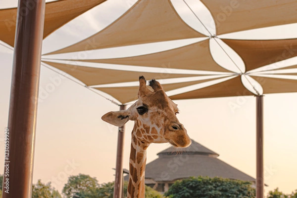 Obraz giraffe in the zoo