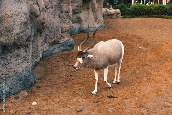 Obraz goat in the mountains