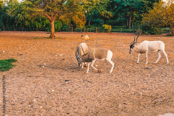 Obraz deer in the wild