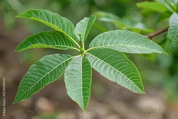 Fototapeta Green Leaf Close-Up