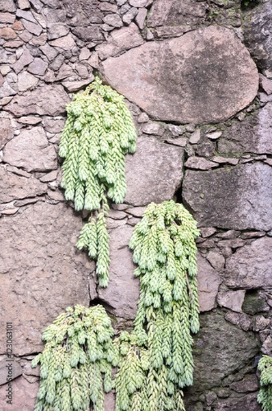 Obraz Donkey tail succulent cascading from volcanic rock wall