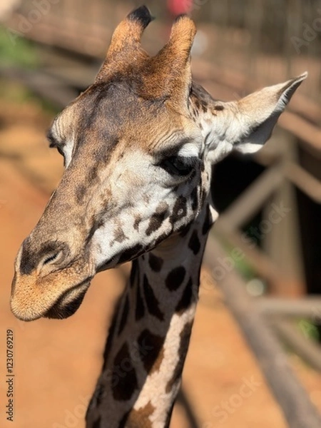 Obraz feeding a giraffe