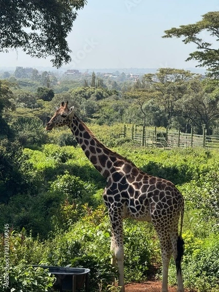 Obraz giraffe in the zoo