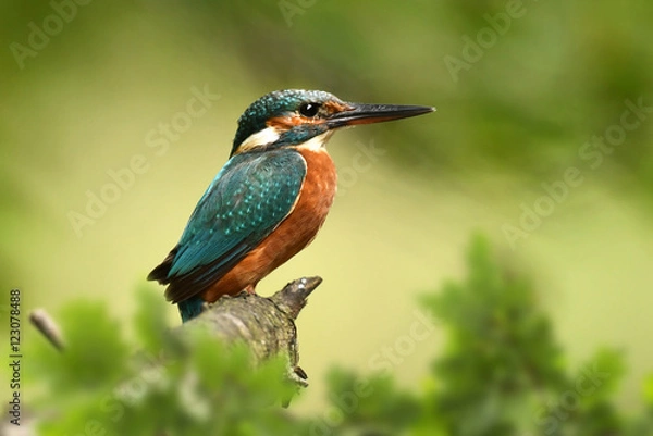 Obraz Kingfisher (Alcedo atthis)