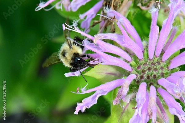 Obraz bee on a flower