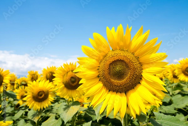 Obraz sunflowers