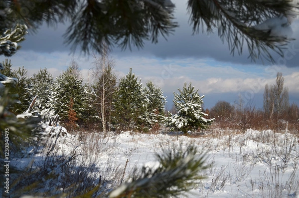 Obraz Beautiful view through pine branches of a picturesque winter landscape on a bright sunny day after heavy snowfall the previous day.