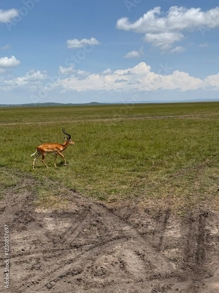 Obraz Impala walking